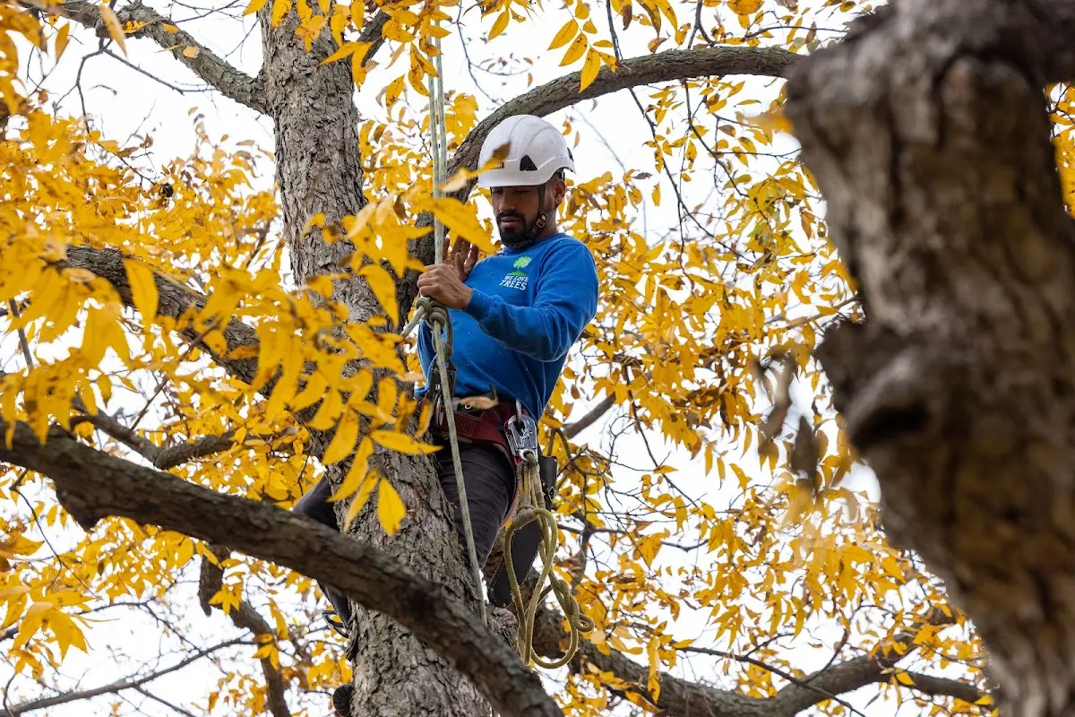 Skilled Tree Pruning crew working in Dawn